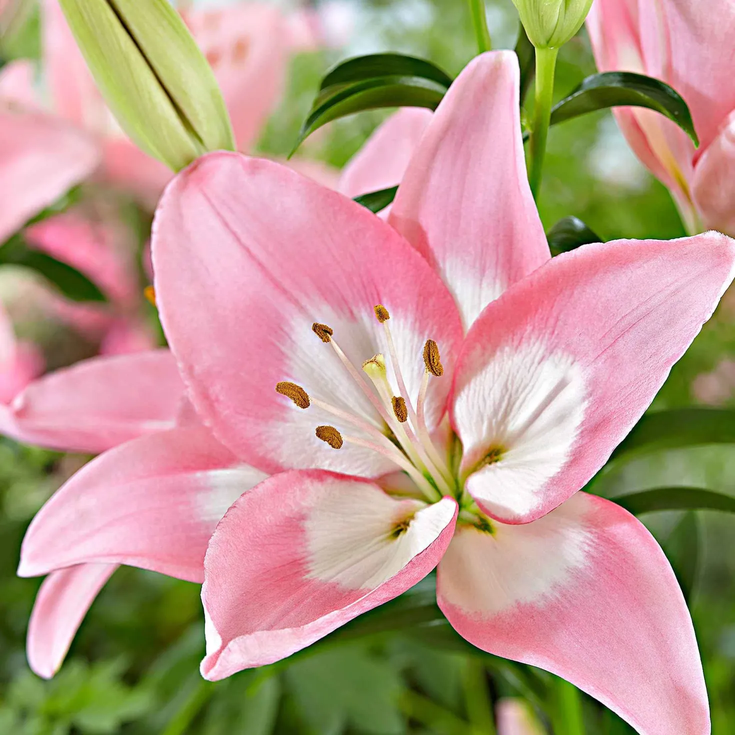 Asiatische Lilie 'Levi' - Rosa Blüten, ganz einfach