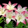 Asiatische Lilien ‘Lollypop’ (x3) - Zweifarbig, duftend, robust