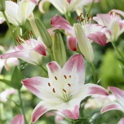 Asiatische Lilien ‘Lollypop’ (x3) - Zweifarbig, duftend, robust