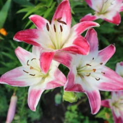 Asiatische Lilien ‘Lollypop’ (x3) - Zweifarbig, duftend, robust