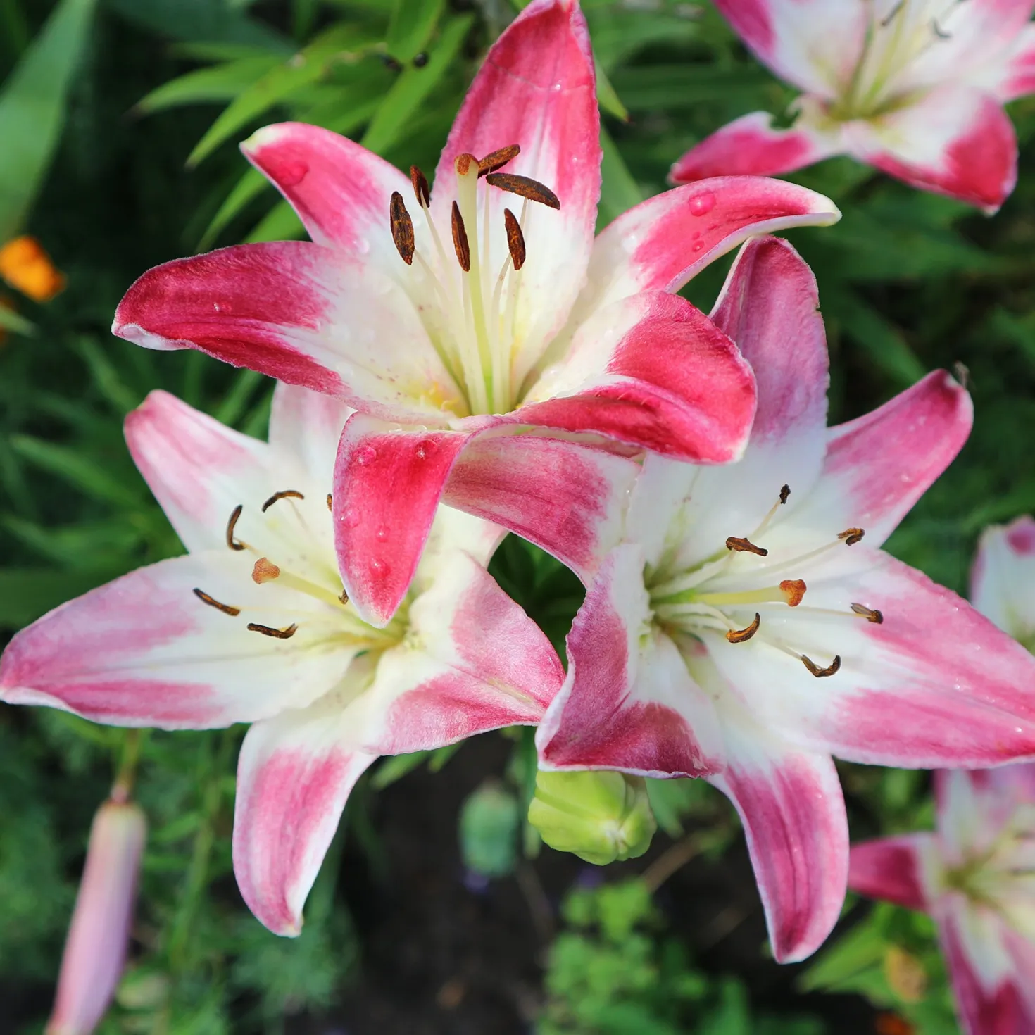 Asiatische Lilien ‘Lollypop’ (x3) - Zweifarbig, duftend, robust