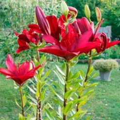 Asiatische Lilien und Blumenmischung - Feuerrote Blüten den ganzen Sommer