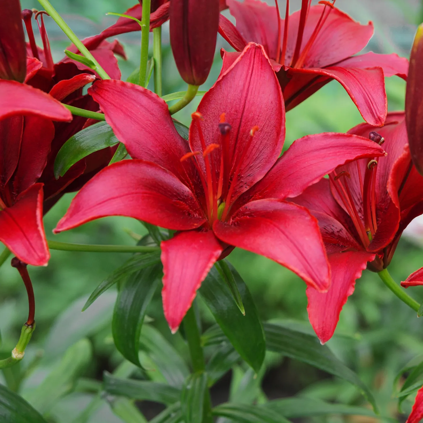 Asiatische Lilie Red County (x2) - Leuchtend Rot im Sommer