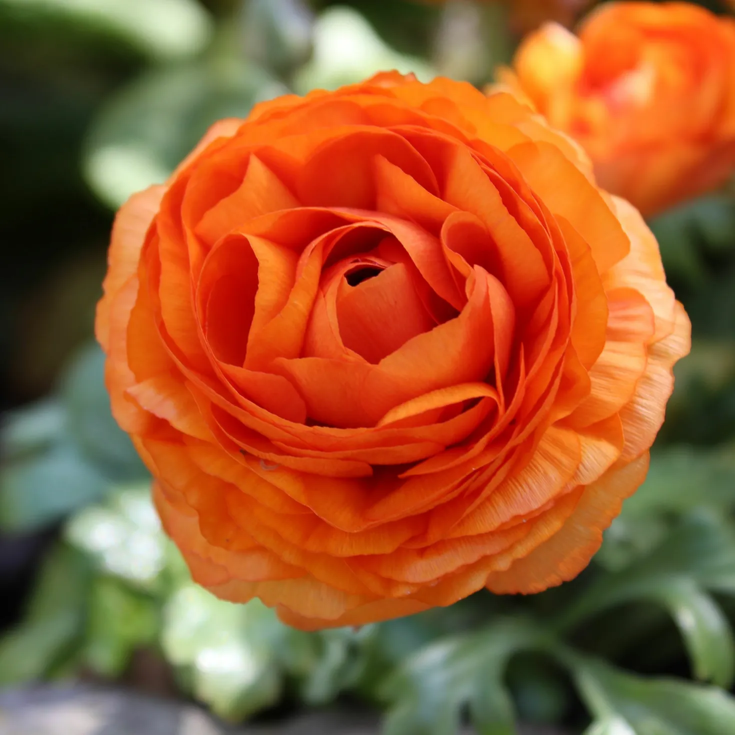 Asiatische Ranunkeln Orange (x10) - Volle Blüten, leuchtend orange
