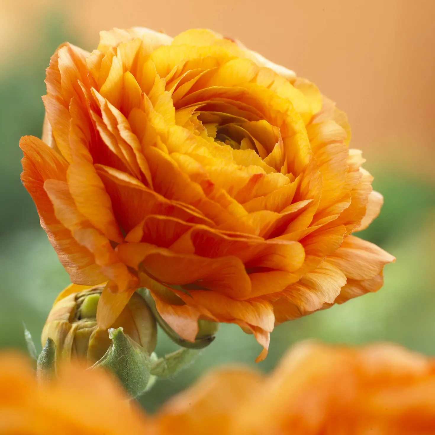 Asiatische Ranunkeln Orange (x10) - Volle Blüten, leuchtend orange