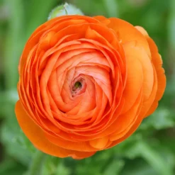 Asiatische Ranunkeln Orange (x10) - Volle Blüten, leuchtend orange