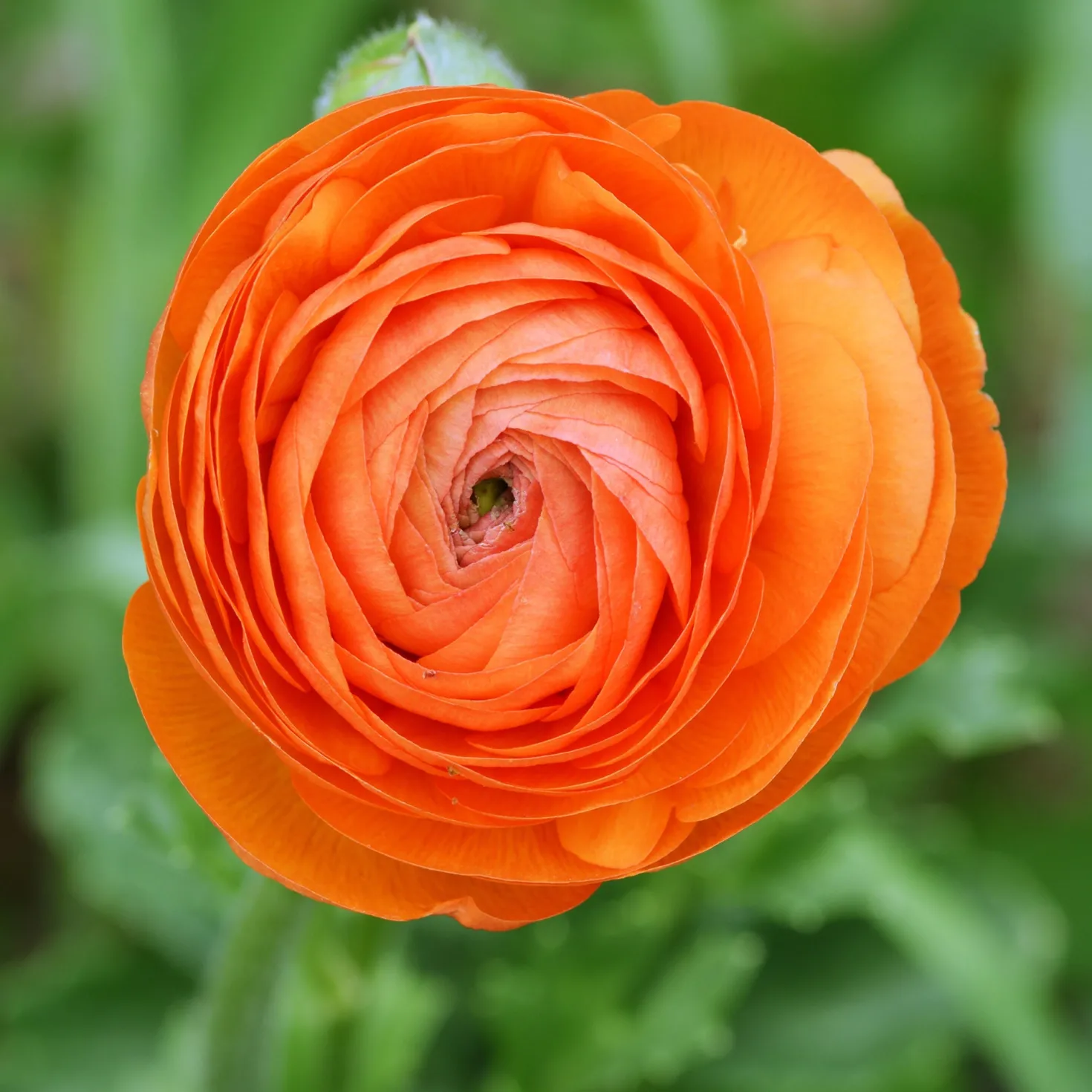 Asiatische Ranunkeln ‘Orange Flame’ (x10) - Feurige Blüten, kinderleicht