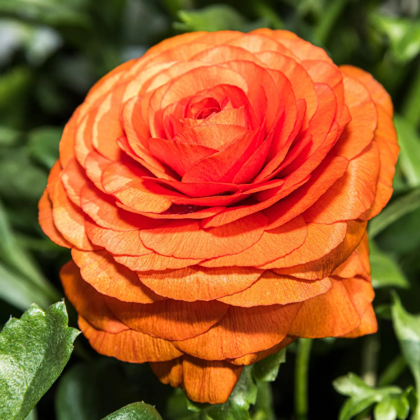Asiatische Ranunkeln ‘Orange Flame’ (x10) - Feurige Blüten, kinderleicht