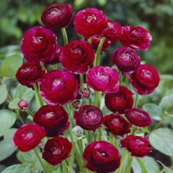 Asiatische Ranunkeln ‘Pauline’ (x10) - Rote Blütenpracht im Mai