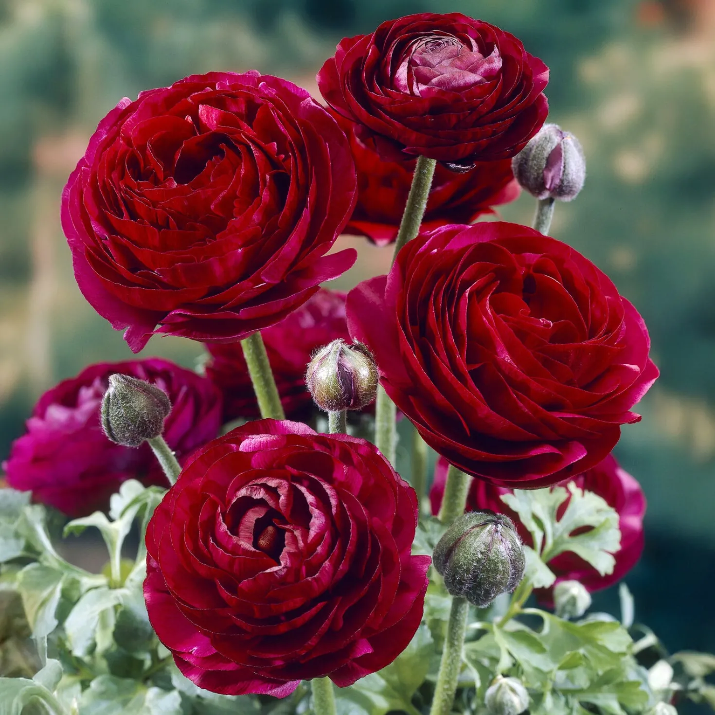 Asiatische Ranunkeln ‘Pauline Violet’ (x10) - Samtblüten wie aus Seide