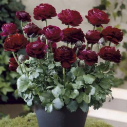 Asiatische Ranunkeln ‘Pauline Violet’ (x10) - Samtblüten wie aus Seide