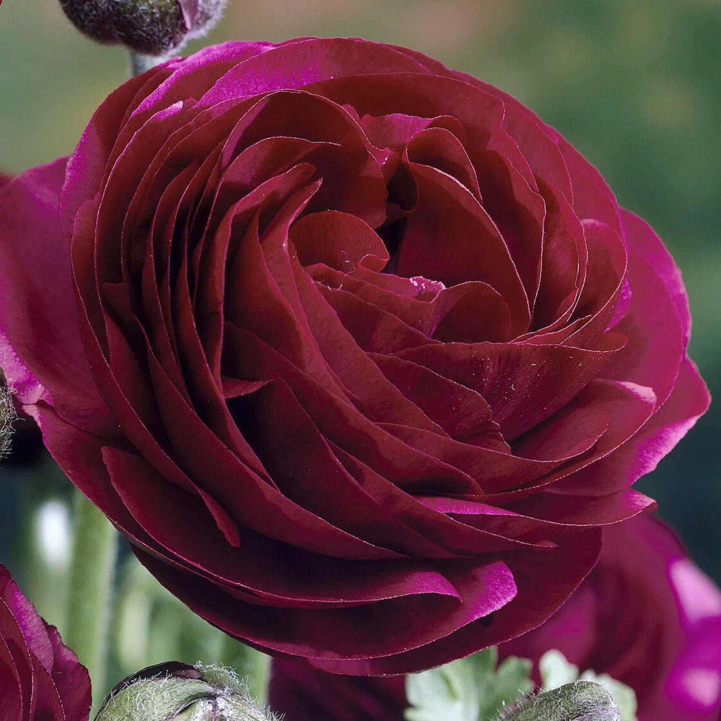 Asiatische Ranunkeln ‘Pauline Violet’ (x10) - Samtblüten wie aus Seide