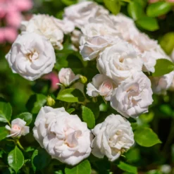 Aspirin Rose ® - Wochenlange weiße Blütenpracht