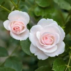 Aspirin Rose ® - Wochenlange weiße Blütenpracht