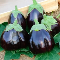 Aubergine 'Black Beauty' - Dicke Früchte, voller Geschmack
