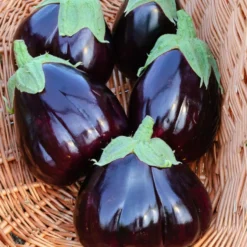 Aubergine 'Black Beauty' - Dicke Früchte, voller Geschmack