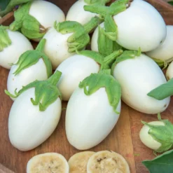 Aubergine ‘Blanche ronde à œufs’ - Weiße Eier zum Ernten