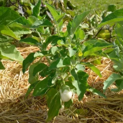 Aubergine ‘Blanche ronde à œufs’ - Weiße Eier zum Ernten