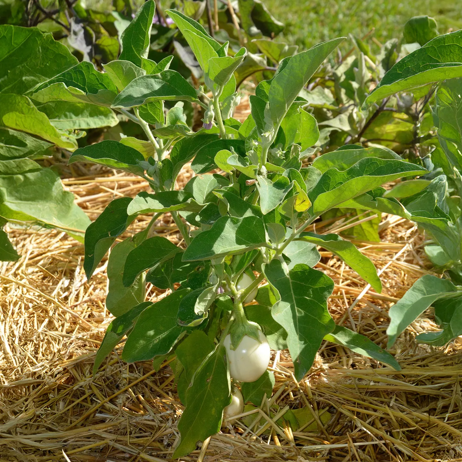 Aubergine ‘Blanche ronde à œufs’ - Weiße Eier zum Ernten