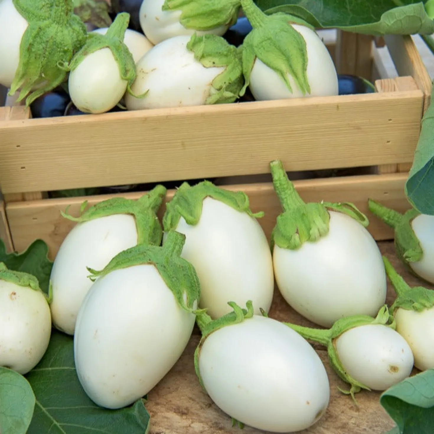 Aubergine ‘Blanche ronde à œufs’ - Weiße Eier zum Ernten