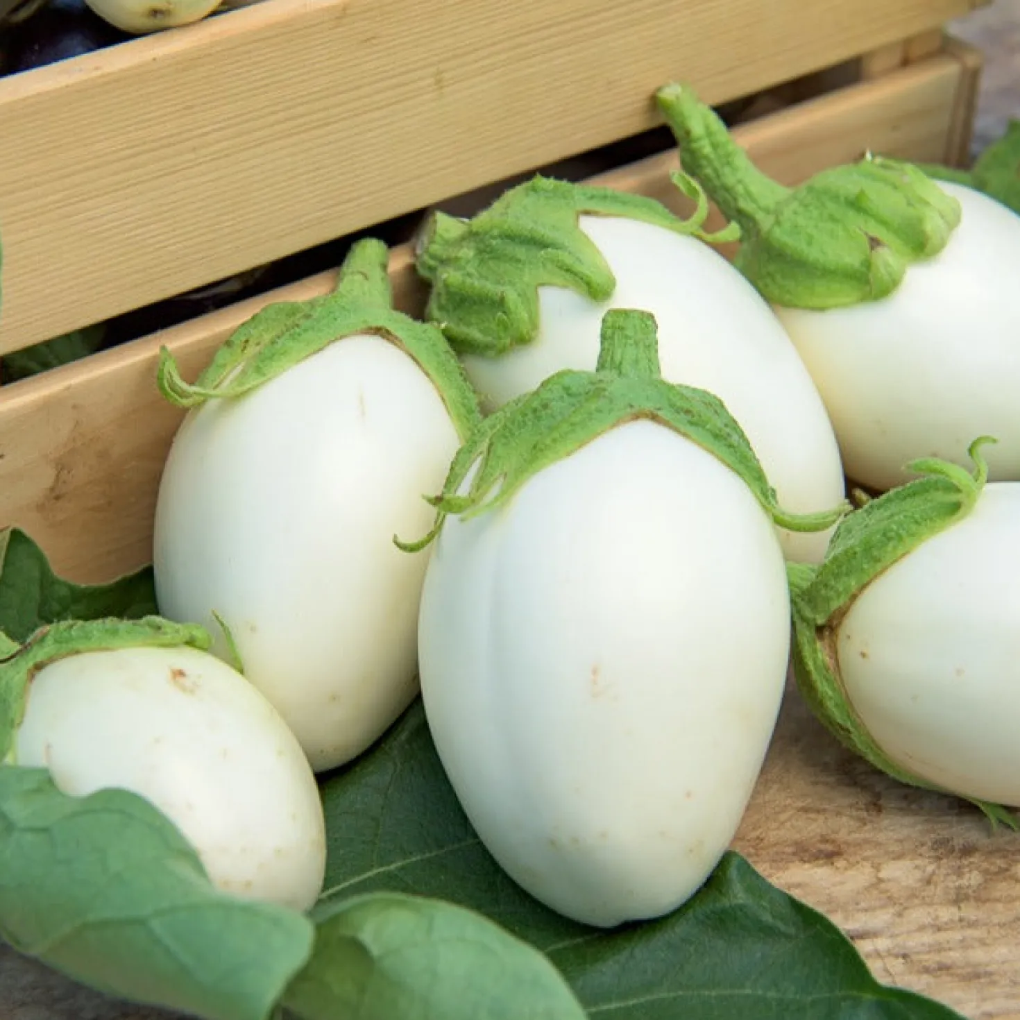 Aubergine ‘Blanche ronde à œufs’ - Weiße Eier zum Ernten