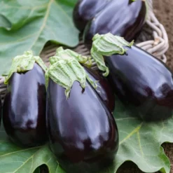 Aubergine Bonica F1 - Dicke Früchte, kein Bitterstoff