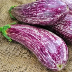 Aubergine 'Listada de Gandia' - Gestreift, mild, sonnengereift