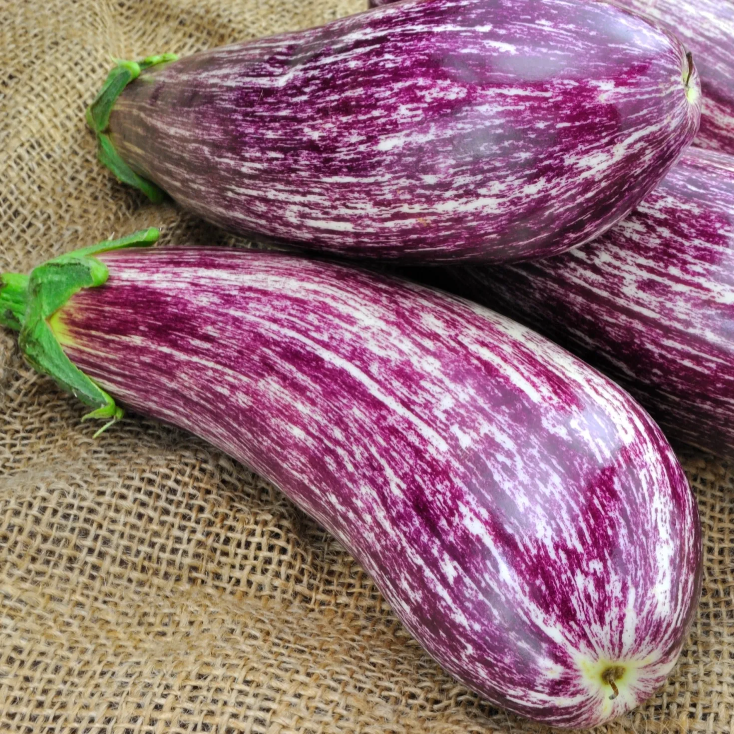 Aubergine 'Listada de Gandia' - Gestreift, mild, sonnengereift