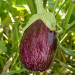 Aubergine 'Listada de Gandia' - Gestreift, mild, sonnengereift
