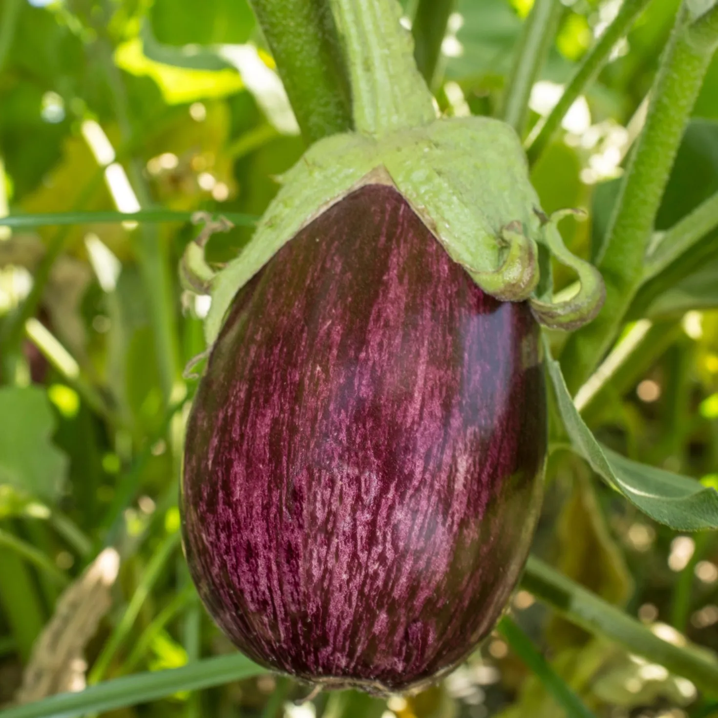 Aubergine 'Listada de Gandia' - Gestreift, mild, sonnengereift