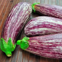 Aubergine 'Listada de Gandia' - Gestreift, mild, sonnengereift