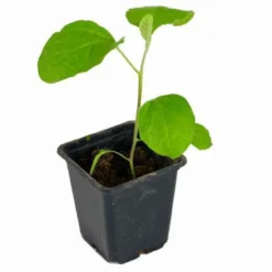 Aubergine ‘Rania’ Pflanzen (x3) - Gestreifte Ernte, voller Genuss