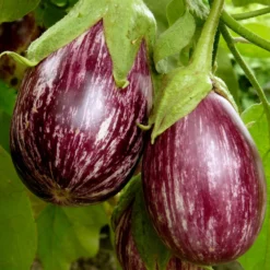 Aubergine ‘Rania’ Pflanzen (x3) - Gestreifte Ernte, voller Genuss