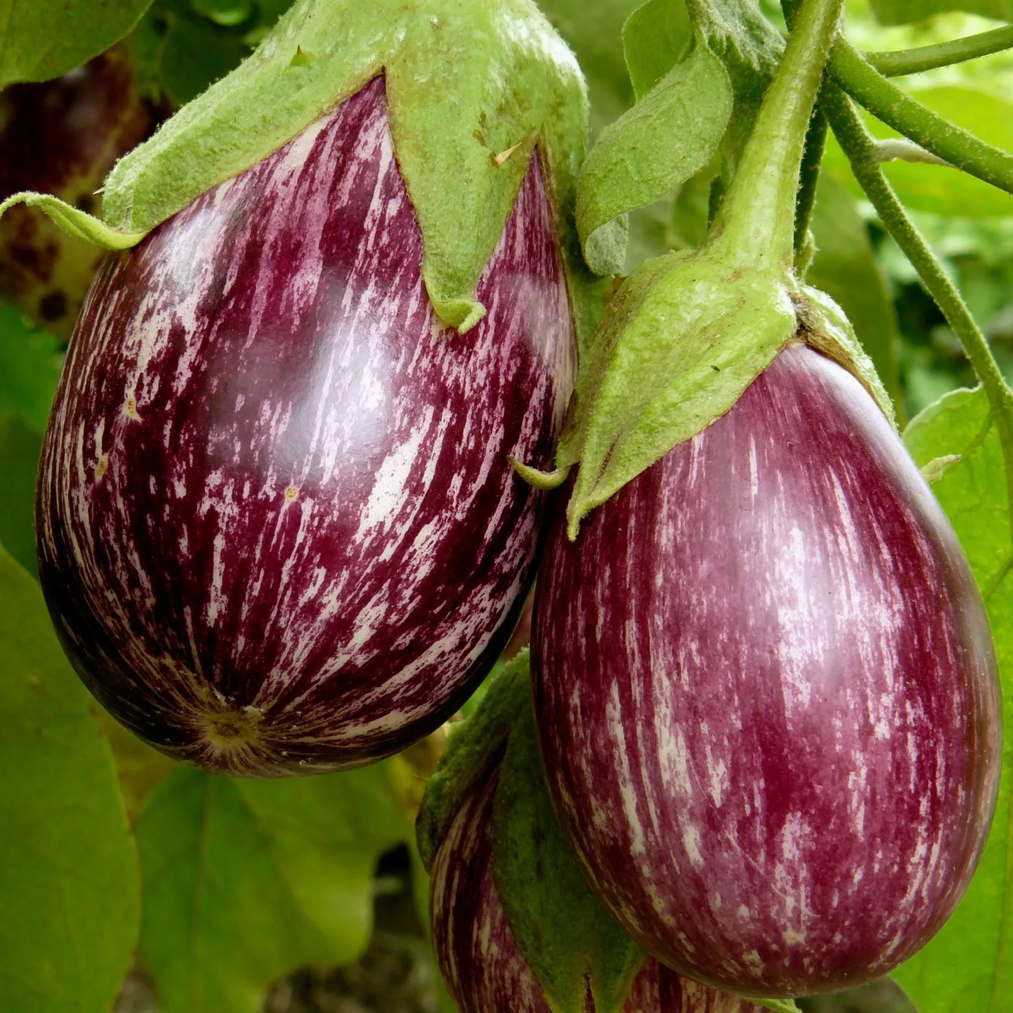 Aubergine ‘Rania’ Pflanzen (x3) - Gestreifte Ernte, voller Genuss