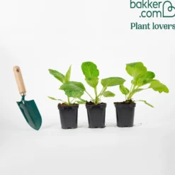 Aubergine ‘Rania’ Pflanzen (x3) - Gestreifte Ernte, voller Genuss