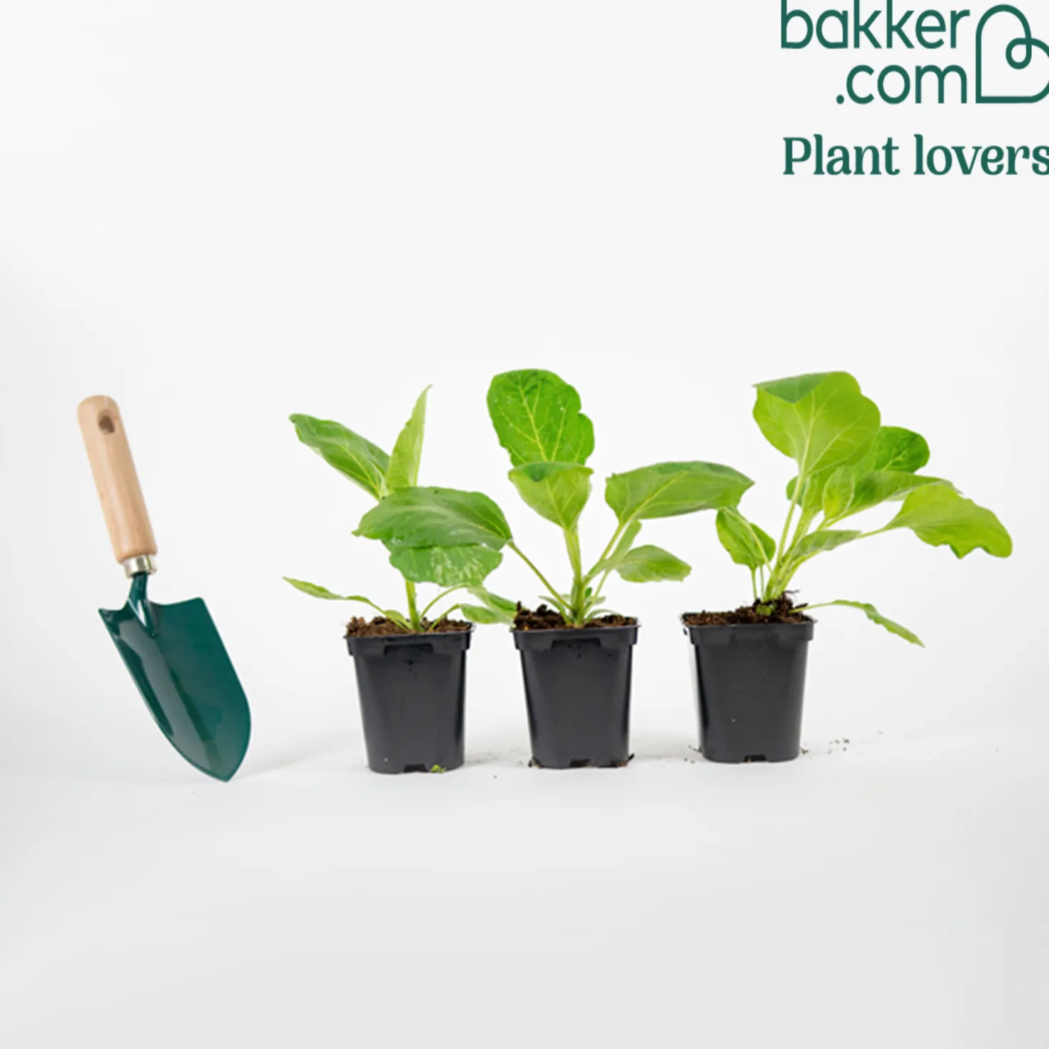 Aubergine ‘Rania’ Pflanzen (x3) - Gestreifte Ernte, voller Genuss
