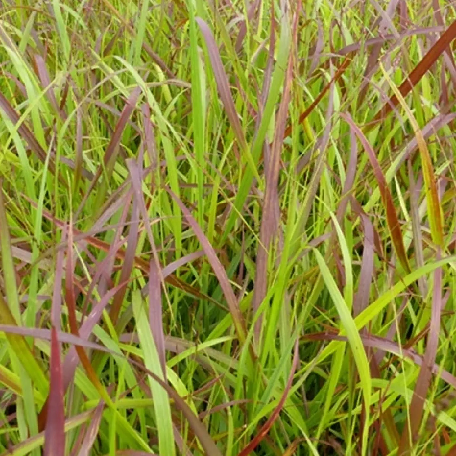 Aufrechte Rispe Rotstahlbusch - Rotes Gras, sofort Wow-Effekt