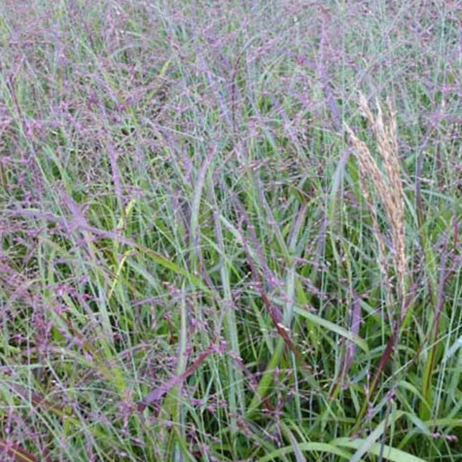 Aufrechte Rispe Shenandoah - Rotes Gras, große Wirkung