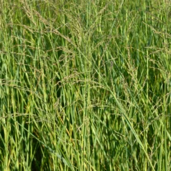 Aufrechte Rutenhirse - Blaugrünes Gras, das steht