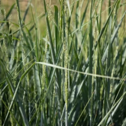 Aufrechte Rutenhirse - Blaugrünes Gras, das steht