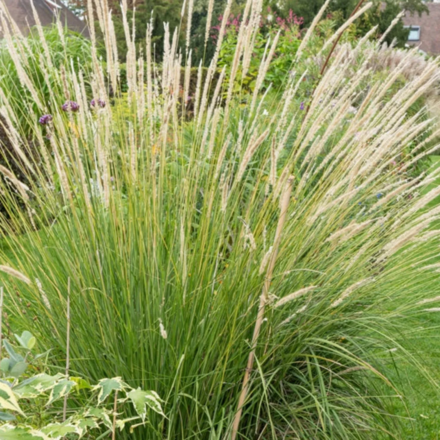Aufrechtes Lampenputzergras (Pennisetum alopecuroides) - Federn im Wind, sofort schön