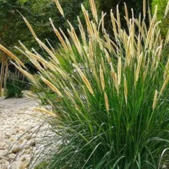 Aufrechtes Lampenputzergras (Pennisetum alopecuroides) - Federn im Wind, sofort schön