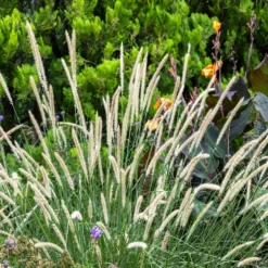 Aufrechtes Lampenputzergras (Pennisetum alopecuroides) - Federn im Wind, sofort schön