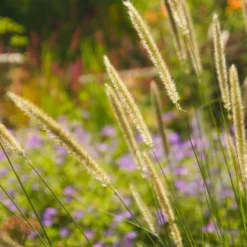 Aufrechtes Lampenputzergras (Pennisetum alopecuroides) - Federn im Wind, sofort schön