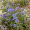 Ausdauerndes Sandglöckchen Blaulicht - Blaue Kugeln für den Steingarten