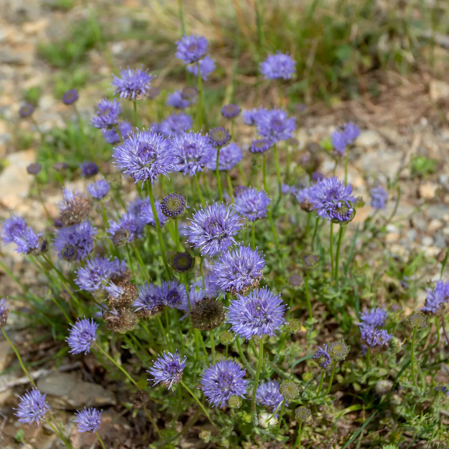 Ausdauerndes Sandglöckchen Blaulicht - Blaue Kugeln für den Steingarten