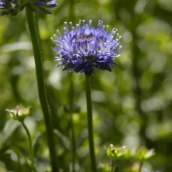 Ausdauerndes Sandglöckchen Blaulicht - Blaue Kugeln für den Steingarten
