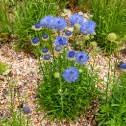 Ausdauerndes Sandglöckchen Blaulicht - Blaue Kugeln für den Steingarten