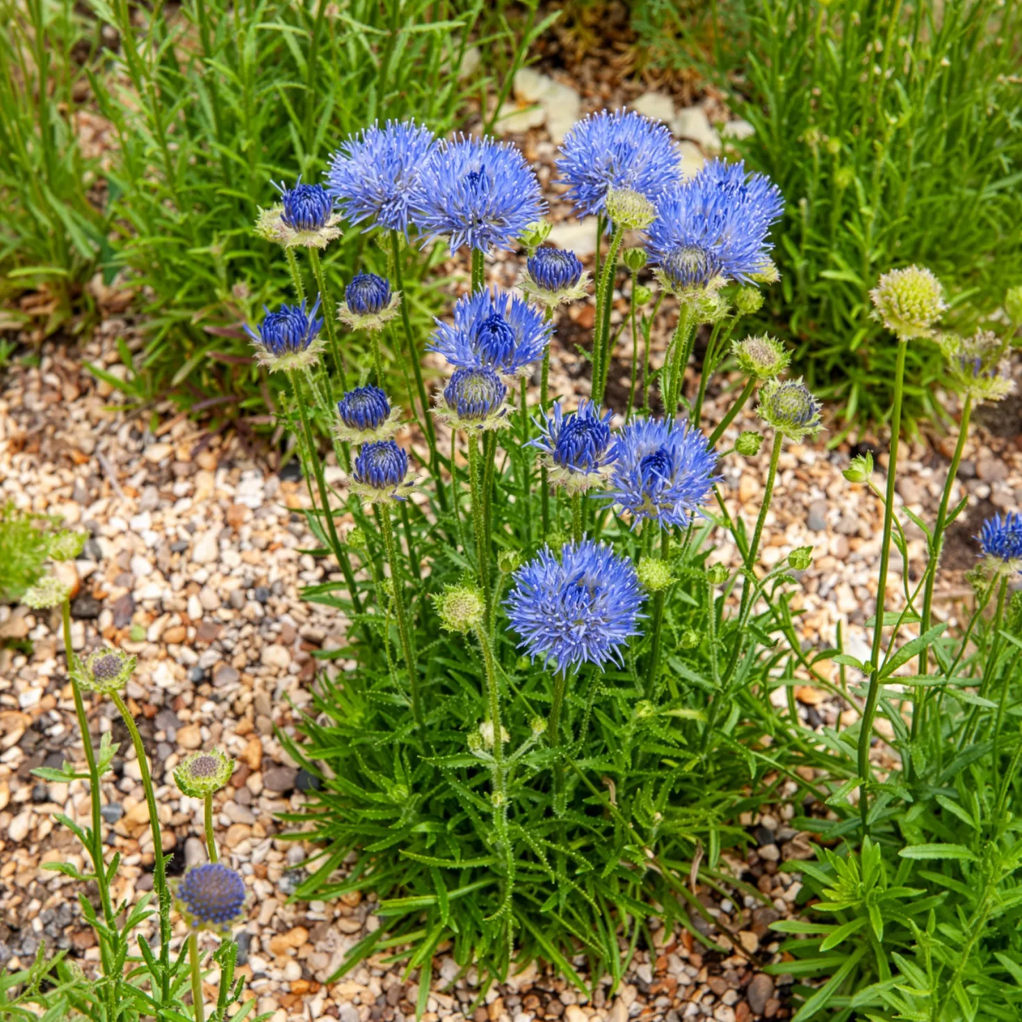 Ausdauerndes Sandglöckchen Blaulicht - Blaue Kugeln für den Steingarten