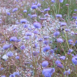 Ausdauerndes Sandglöckchen Blaulicht - Blaue Kugeln für den Steingarten